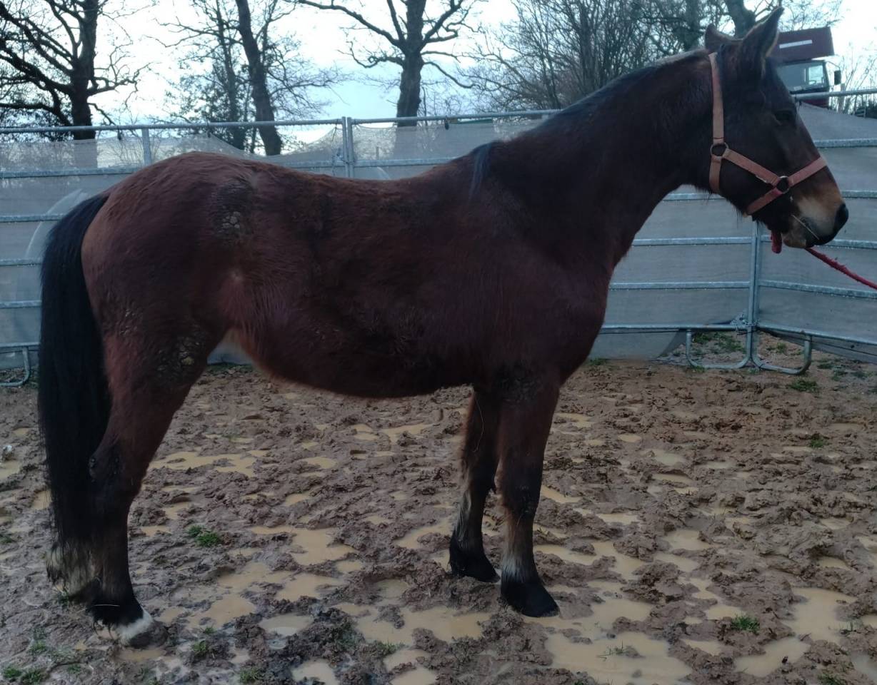 Merrie New Forest Te koop 2022 Donker bruin / bai ,  BIRKILDS BALBOA (DNK)