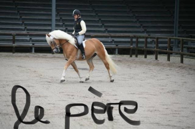 Merrie Haflinger Te koop 2022 Lichte manen en staart