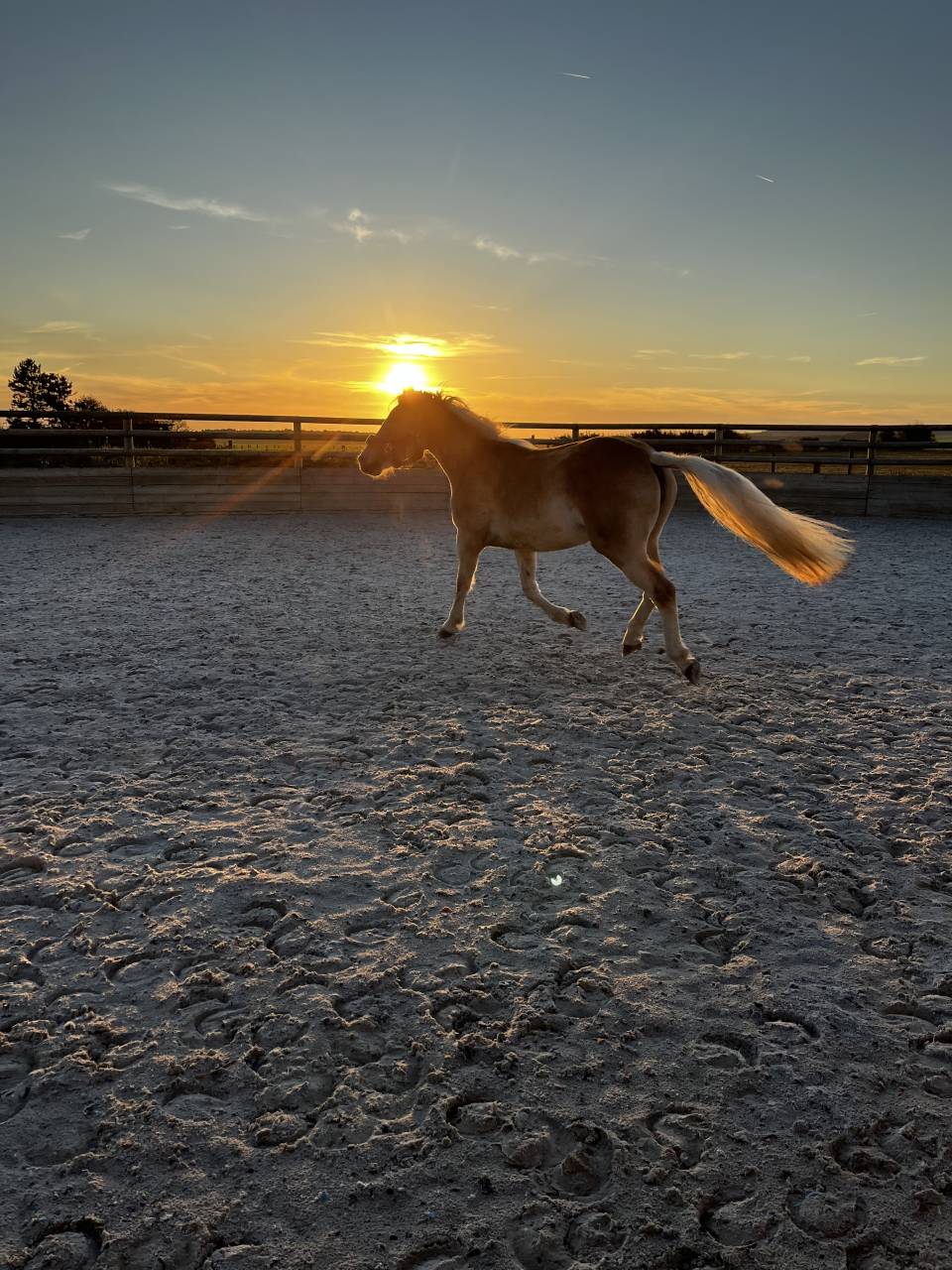 Merrie Haflinger Te koop 2022 Lichte manen en staart