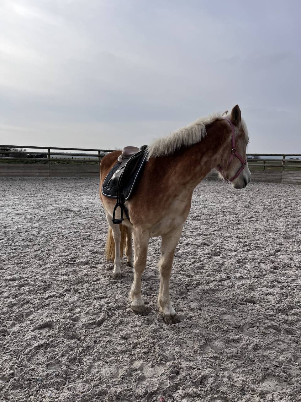 Merrie Haflinger Te koop 2022 Lichte manen en staart