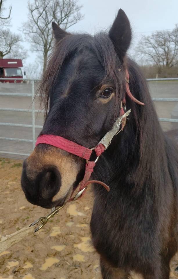 Ruin Franse rijpony PFS Te koop 2022 Zwart ,  RABOLIOT D'ARQUETAN