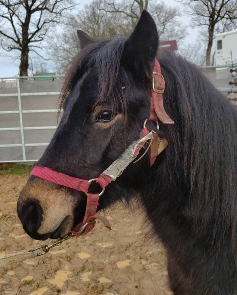 Ruin Franse rijpony PFS Te koop 2022 Zwart ,  RABOLIOT D'ARQUETAN