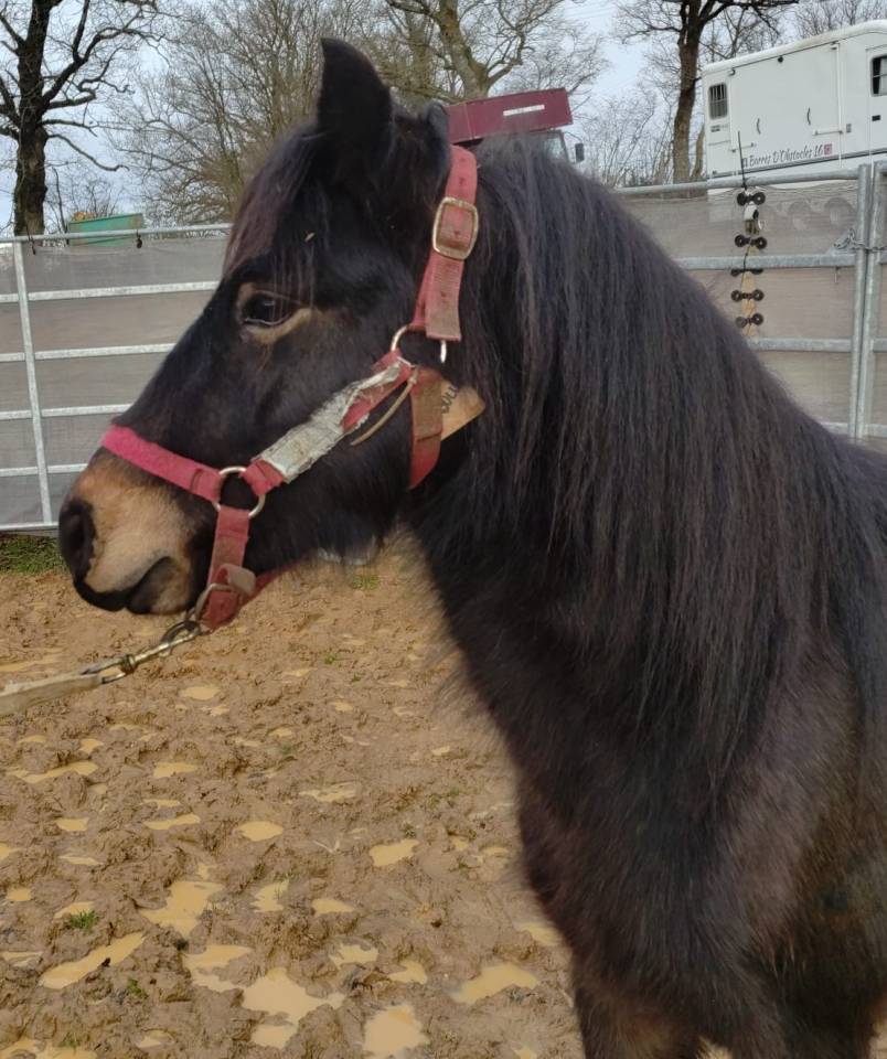 Ruin Franse rijpony PFS Te koop 2022 Zwart ,  RABOLIOT D'ARQUETAN