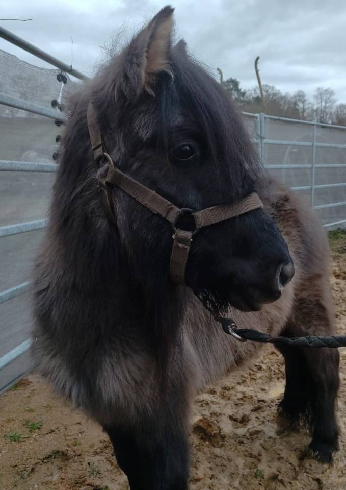 Merrie Bekend ras Te koop 2023 Muisgrijs ,  SLOUP STARQUETAN