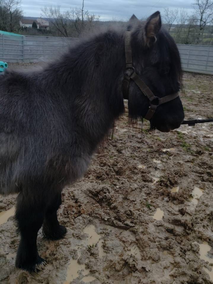 Merrie Bekend ras Te koop 2023 Muisgrijs ,  SLOUP STARQUETAN