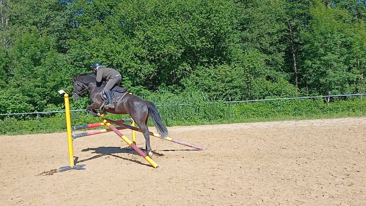 Hengst Selle Fran&ccedil;ais Te koop 2022 Zwart ,  Glasgow van het Merelsnest