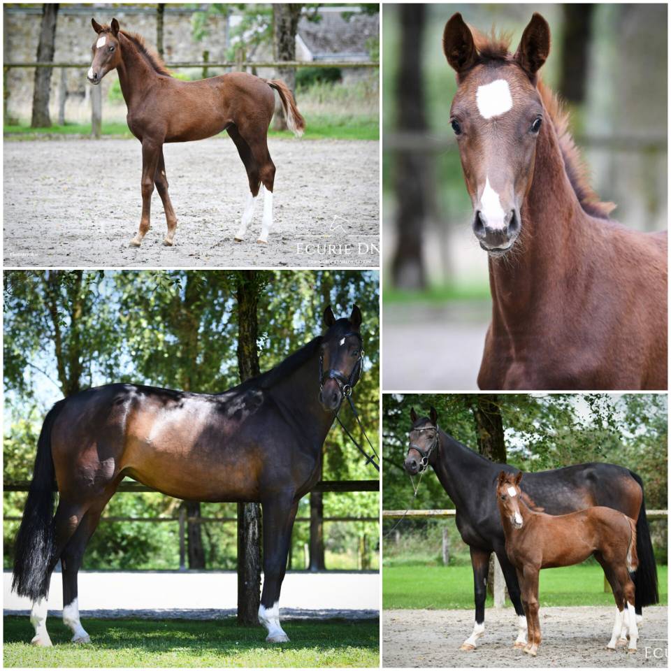 Merrie Hannoveraan  Te koop 2020 Donker bruin / bai ,  FIDERTANZ