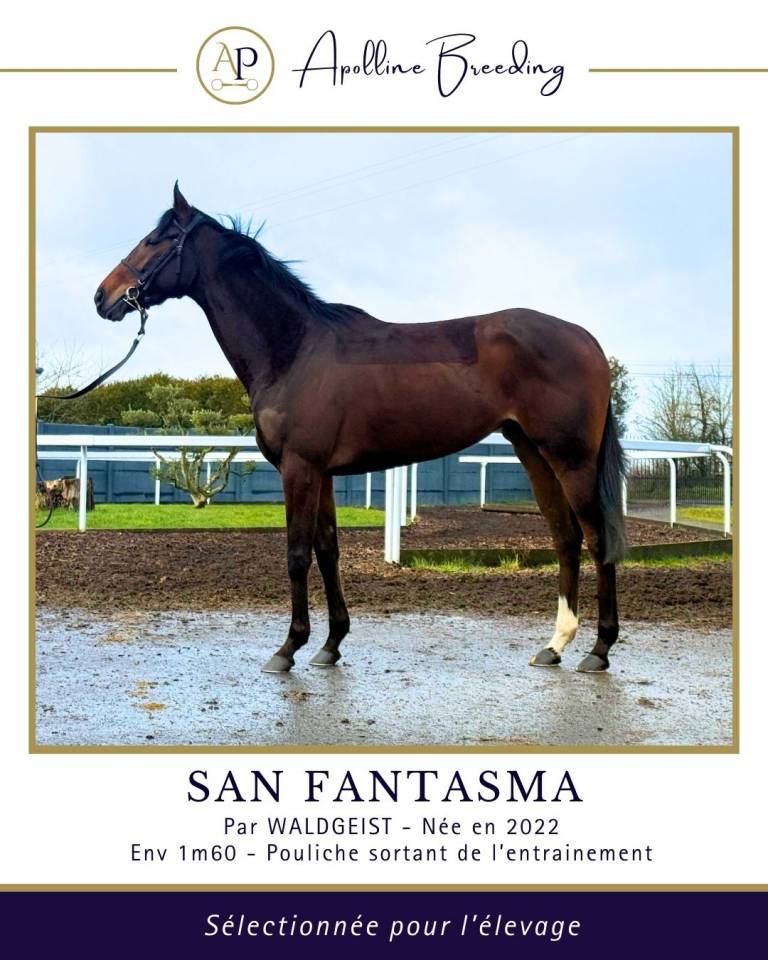 Merrie Volbloed Te koop 2022 Donker bruin / bai