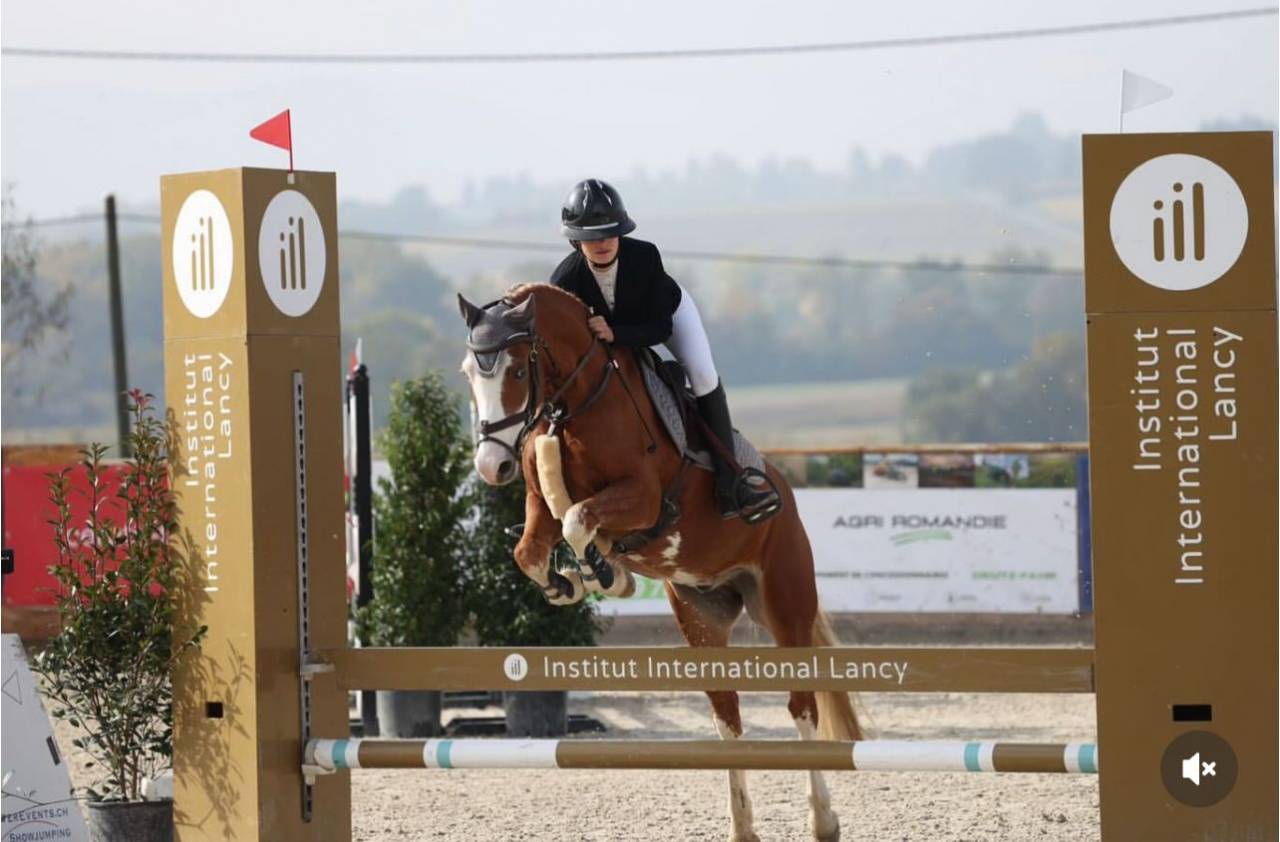 Ruin Welsh Pony (Section D), Welsh Cob  Te koop 2016 Overige kleuren