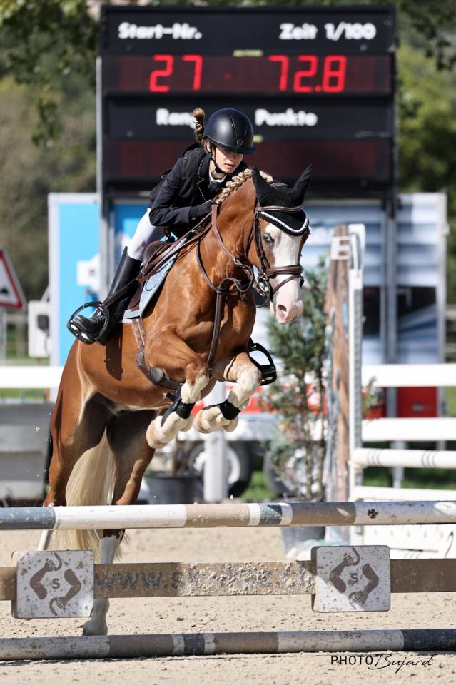 Ruin Welsh Pony (Section D), Welsh Cob  Te koop 2016 Overige kleuren