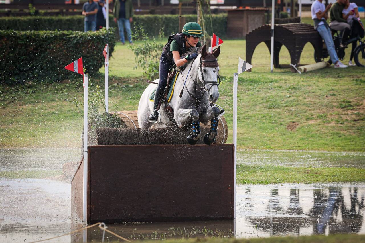 Ruin Iers sportpaard Te koop 2010 Schimmel