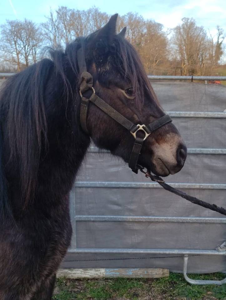 Ruin New Forest Te koop 2022 Isabel ,  ERYOPS D'ARQUETAN