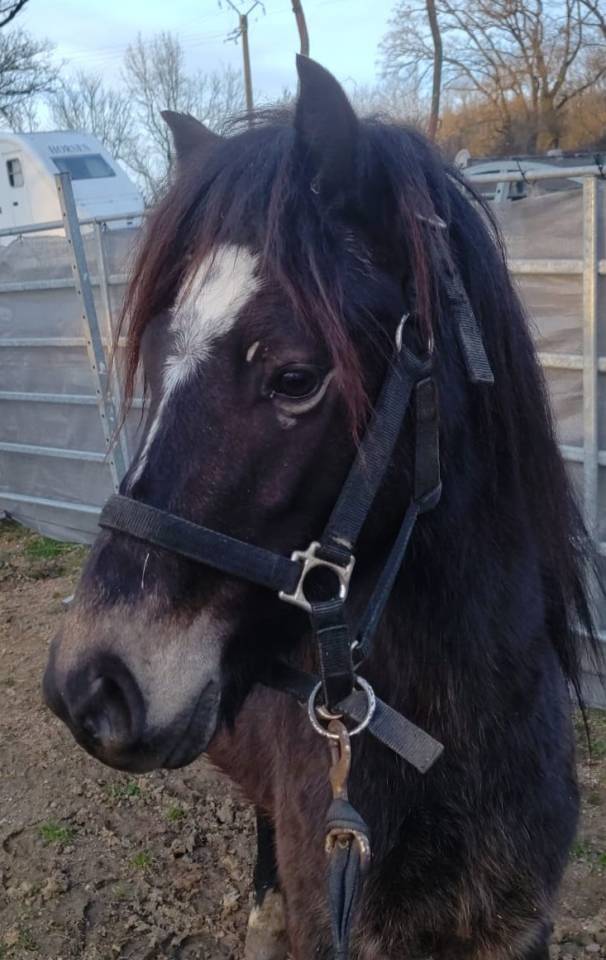 Ruin New Forest Te koop 2022 Isabel ,  ERYOPS D'ARQUETAN