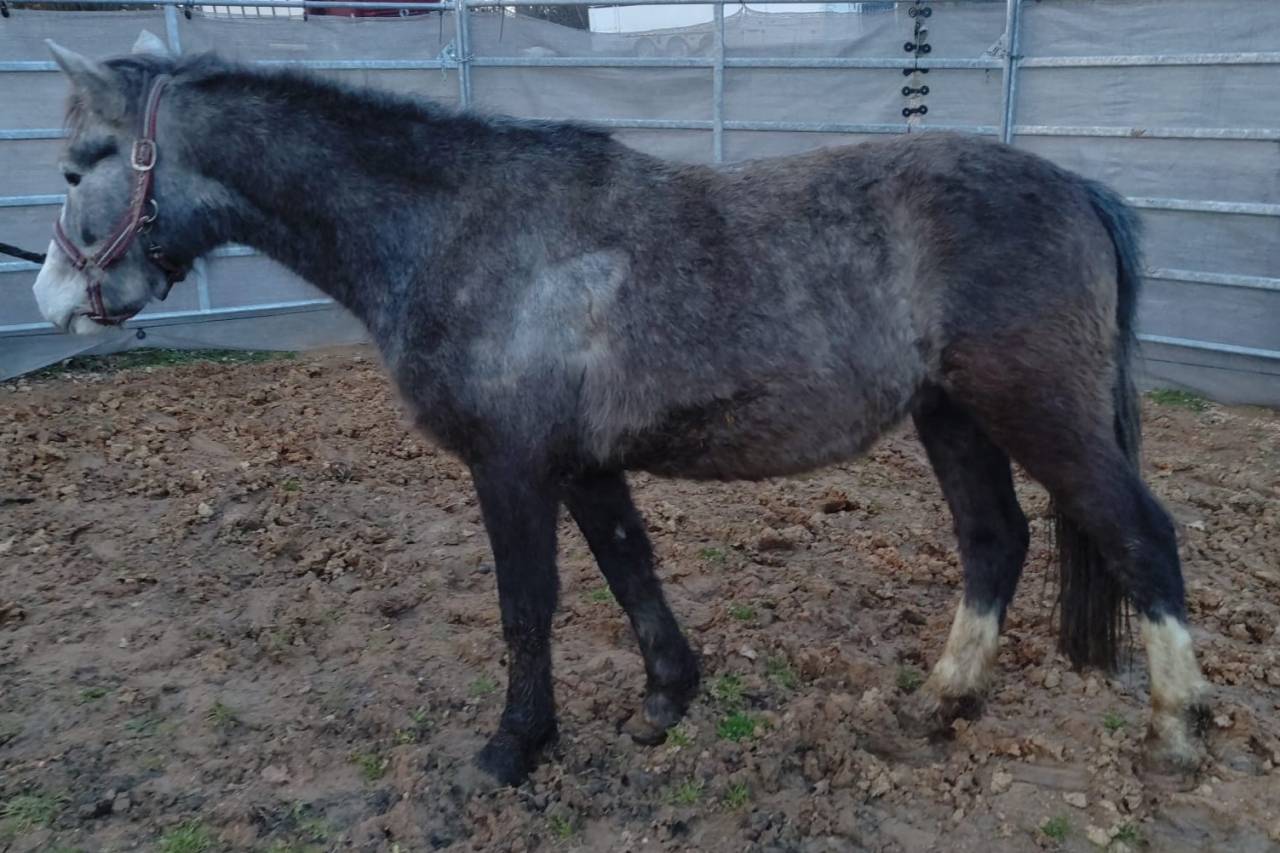 Ruin Franse rijpony PFS Te koop 2022 Schimmel ,  RABOLIOT D'ARQUETAN