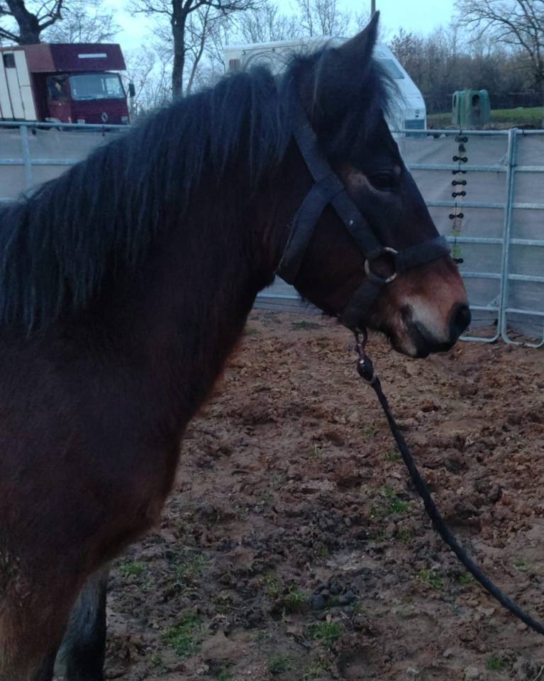 Merrie New Forest Te koop 2022 Donker bruin / bai ,  FURY D'ARQUETAN