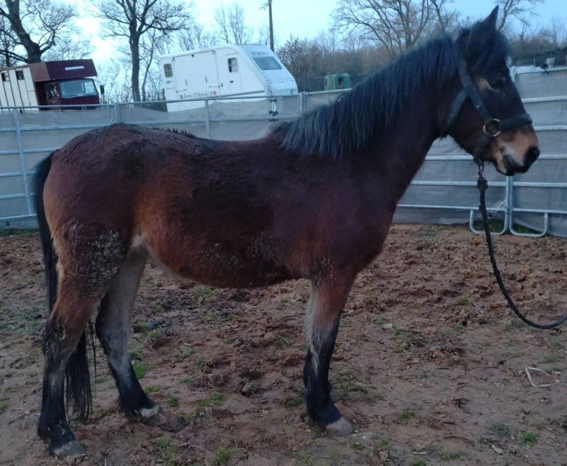 Merrie New Forest Te koop 2022 Donker bruin / bai ,  FURY D'ARQUETAN