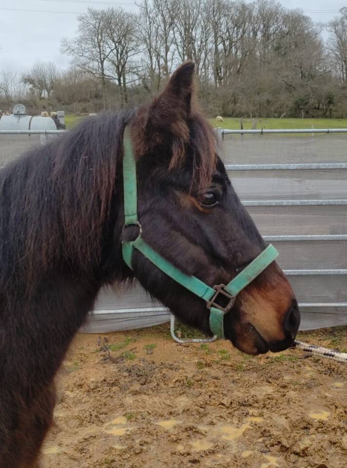 Ruin New Forest Te koop 2022 Bruin / Bai ,  BIRKILDS INIESTA (DNK)