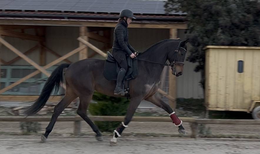 Ruin Oldenburger Te koop 2021 Donker bruin / bai ,  Vivino