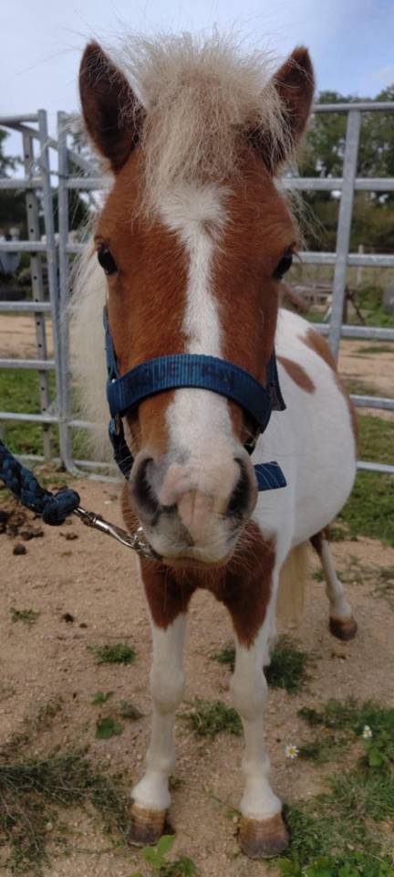 Merrie Bekend ras Te koop 2022 Bont ,  SLOUP STARQUETAN