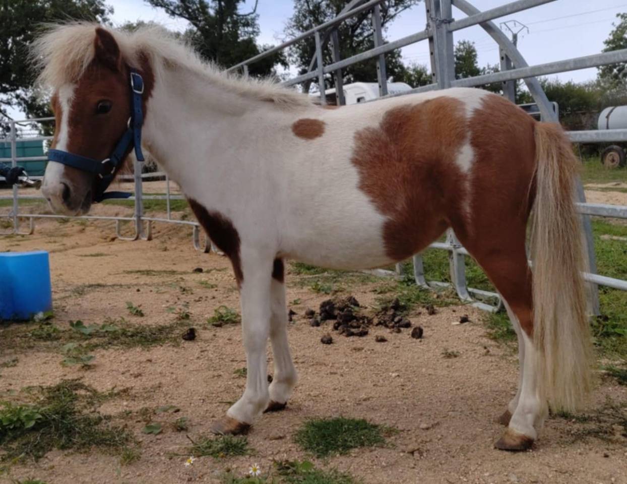 Merrie Bekend ras Te koop 2022 Bont ,  SLOUP STARQUETAN