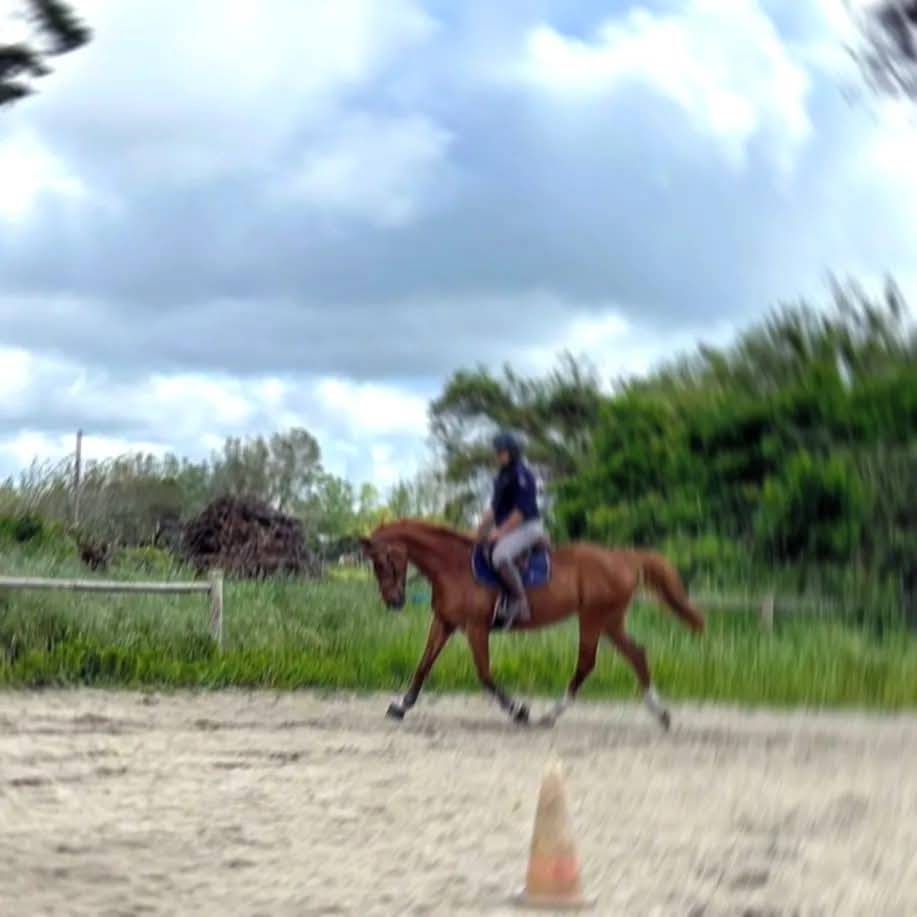 Merrie Selle Fran&ccedil;ais Te koop 2000 Vos