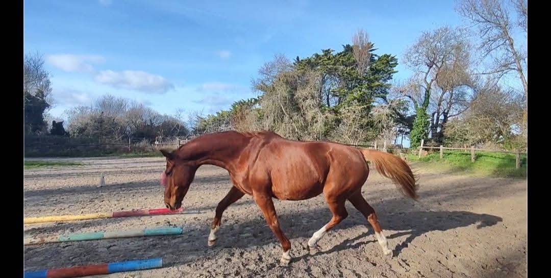 Merrie Selle Fran&ccedil;ais Te koop 2000 Vos