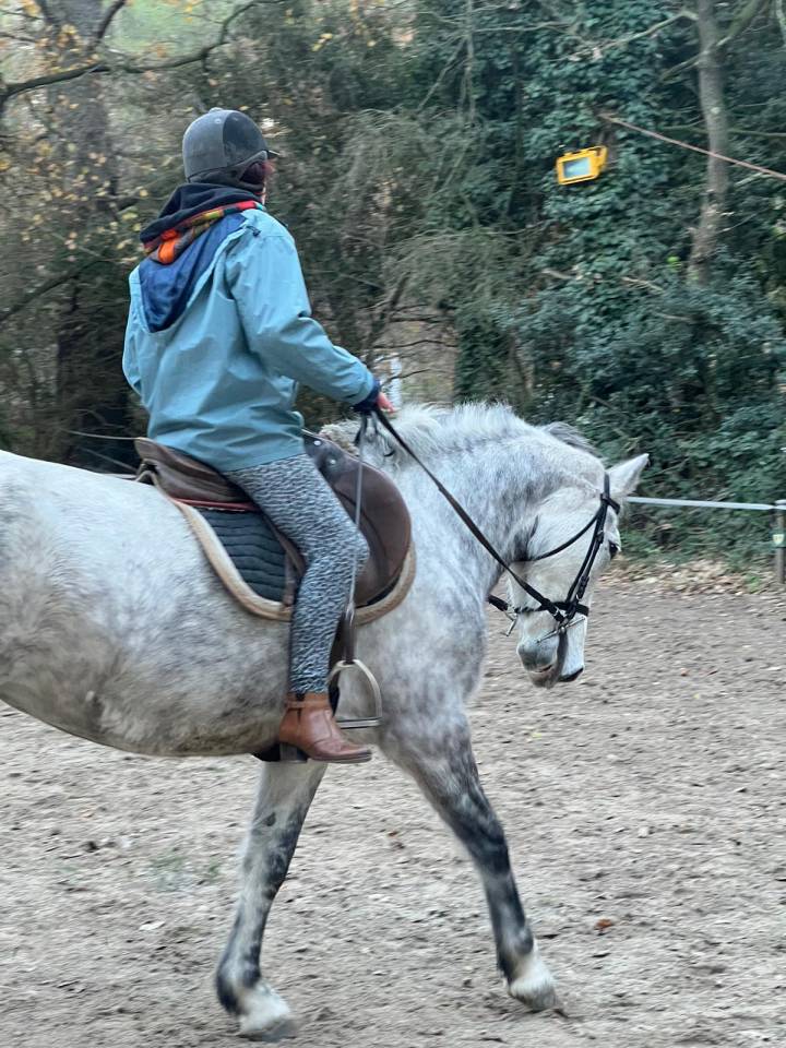 Merrie Connemara Te koop 2017 Schimmel ,  Pav yar ar ponthouar