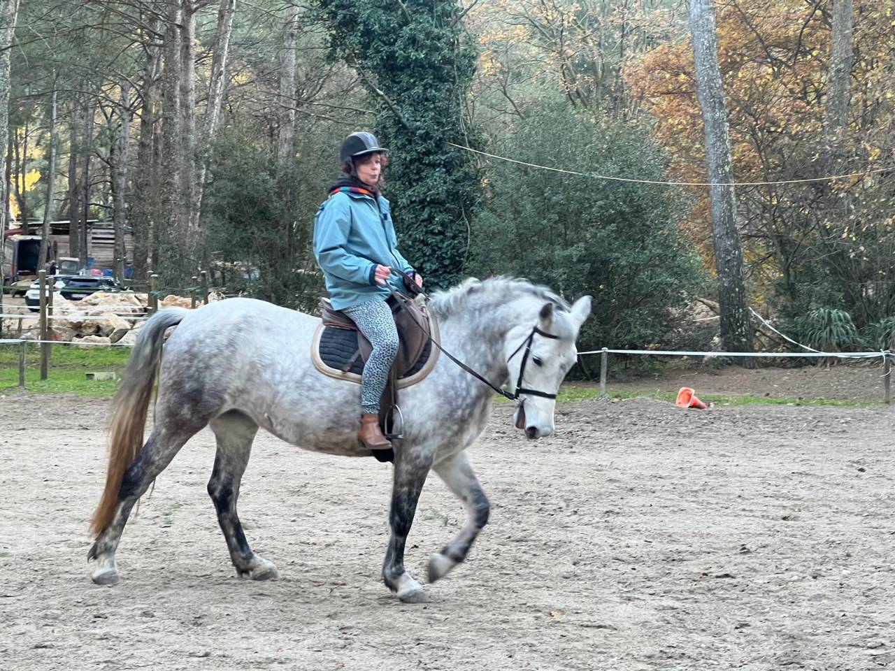 Merrie Connemara Te koop 2017 Schimmel ,  Pav yar ar ponthouar