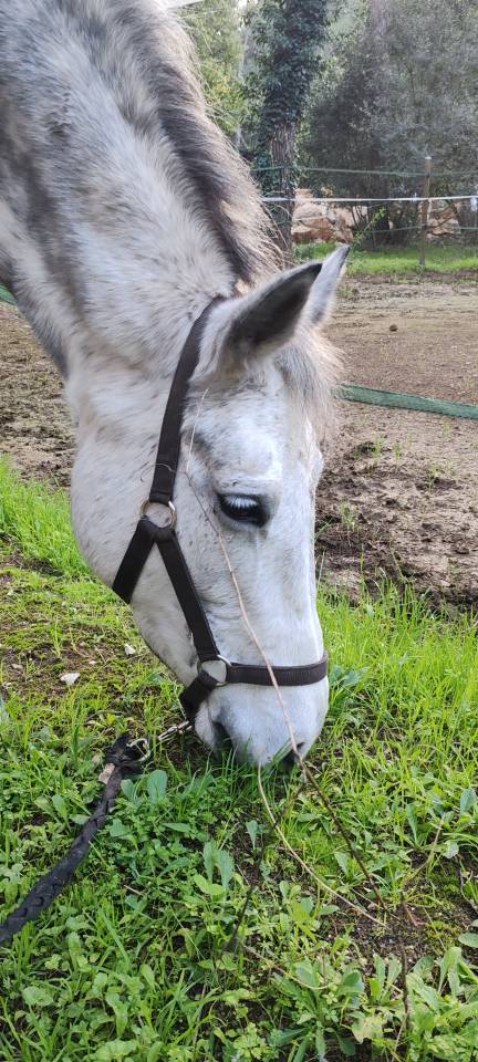 Merrie Connemara Te koop 2017 Schimmel ,  Pav yar ar ponthouar