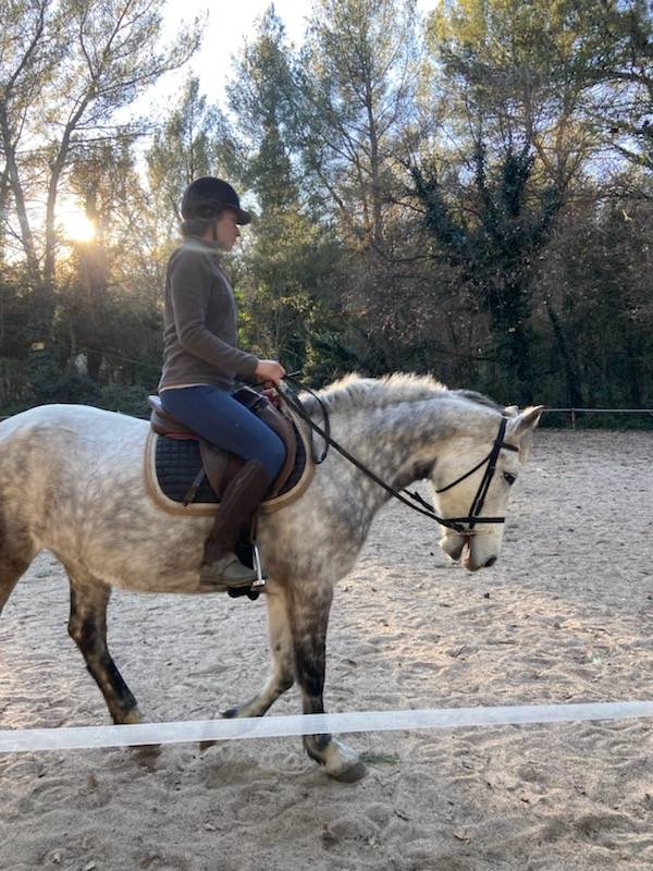 Merrie Connemara Te koop 2017 Schimmel ,  Pav yar ar ponthouar