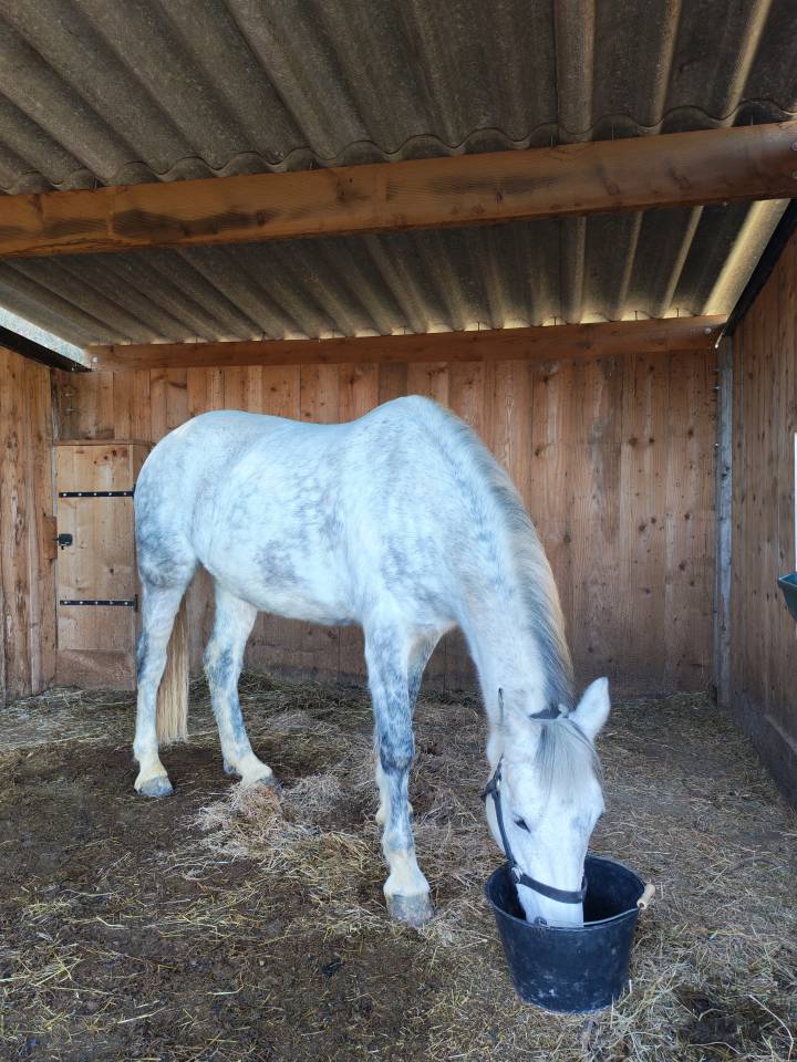 Merrie Connemara Te koop 2017 Schimmel ,  Pav yar ar ponthouar