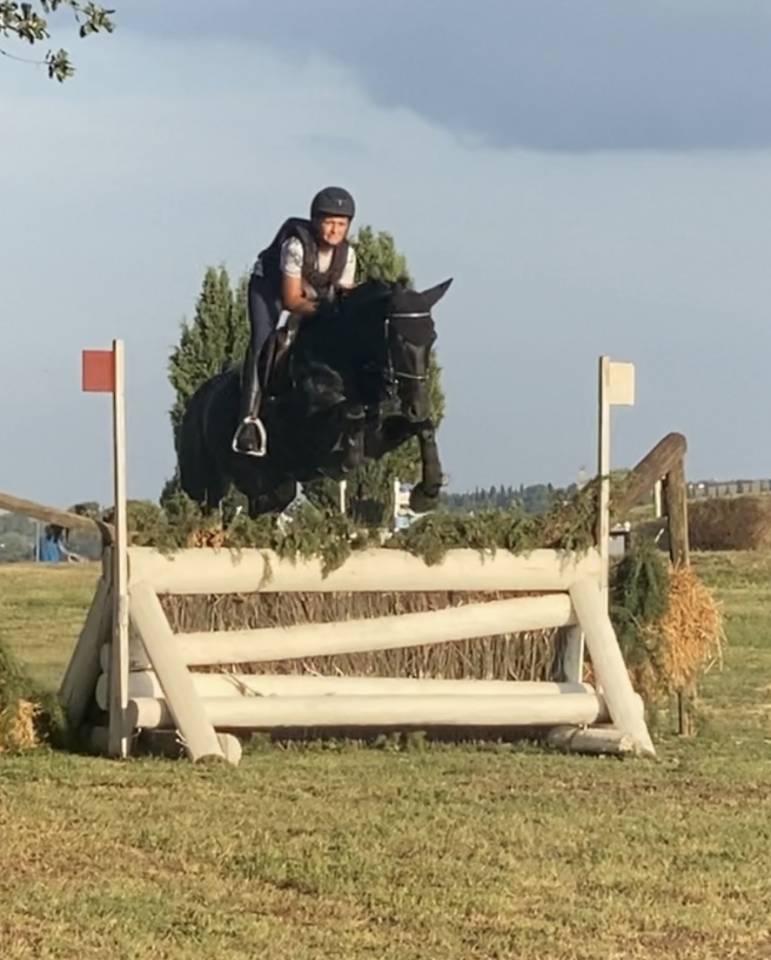 Dekhengst Engelse rijpony Te koop 2008 Bruin / Bai