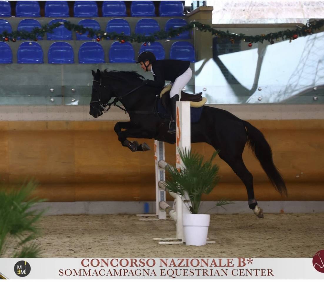 Dekhengst Engelse rijpony Te koop 2008 Bruin / Bai