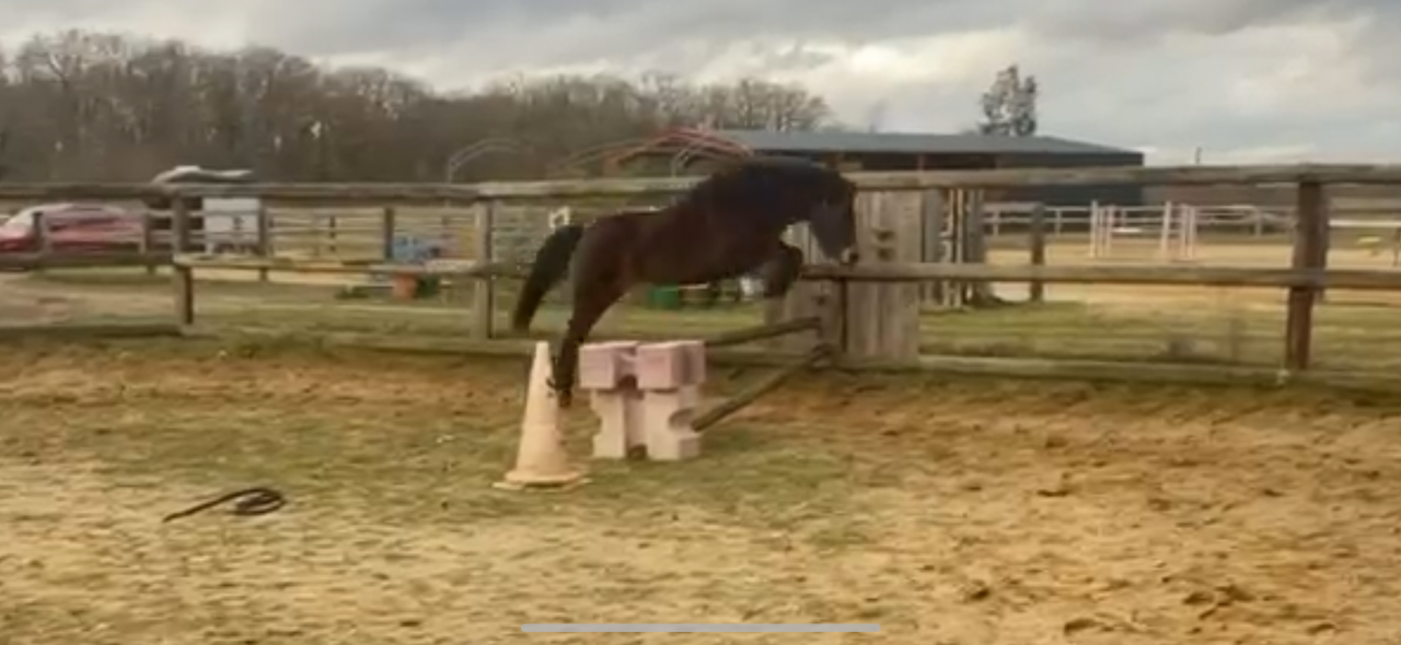 Merrie Dartmoor Te koop 2022 Donker bruin / bai