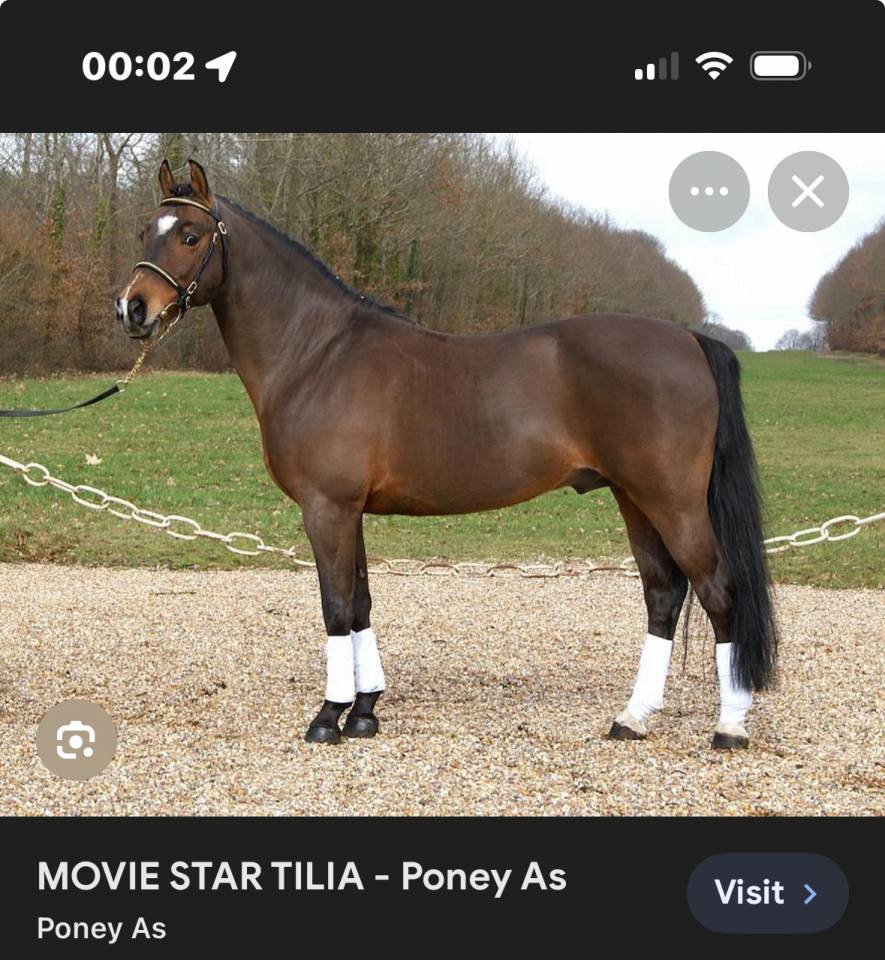 Merrie Dartmoor Te koop 2022 Donker bruin / bai