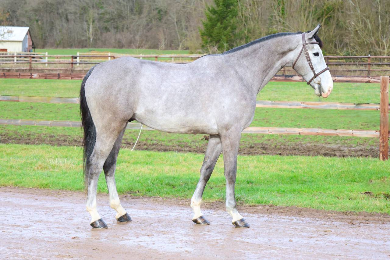 Ruin Zangersheide Te koop 2021 Schimmel ,  JAWBREAKER