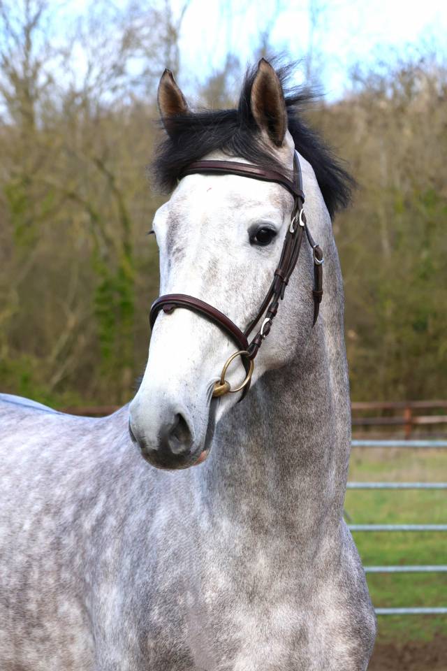 Hengst Zangersheide Te koop 2021 Schimmel ,  JAWBREAKER