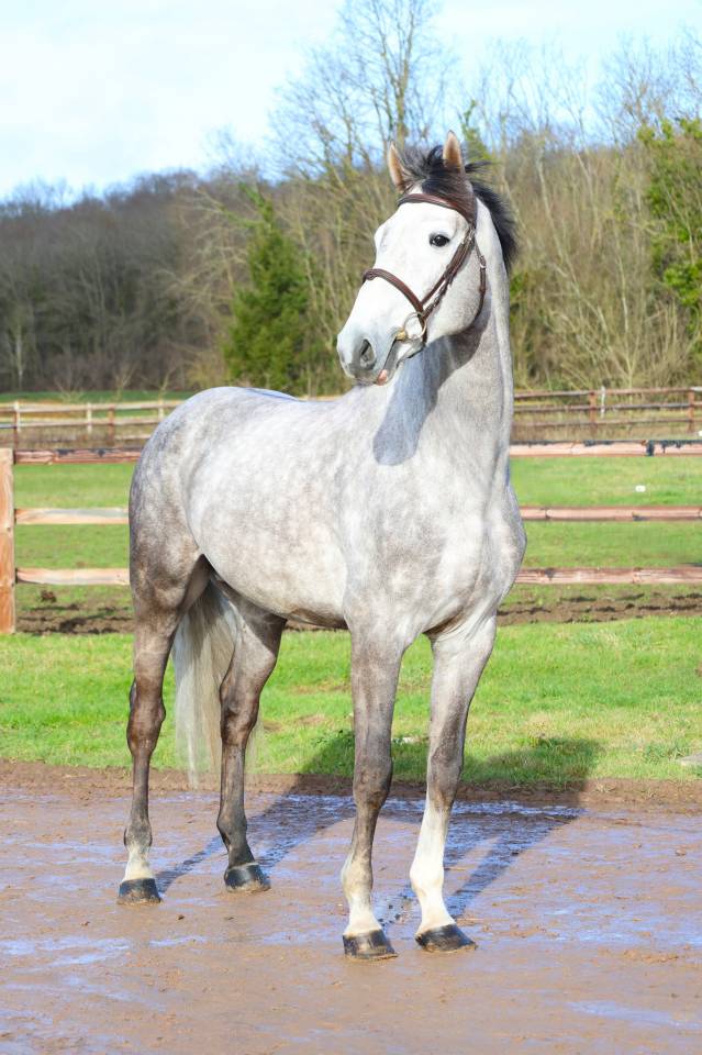 Hengst Zangersheide Te koop 2021 Schimmel ,  JAWBREAKER