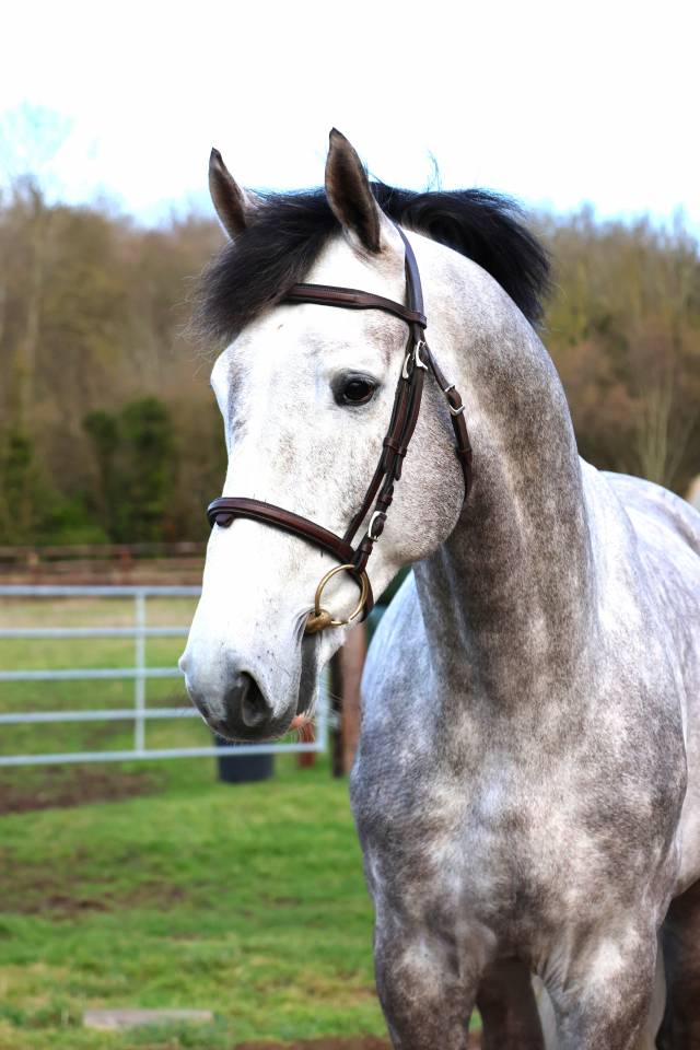 Hengst Zangersheide Te koop 2021 Schimmel ,  JAWBREAKER