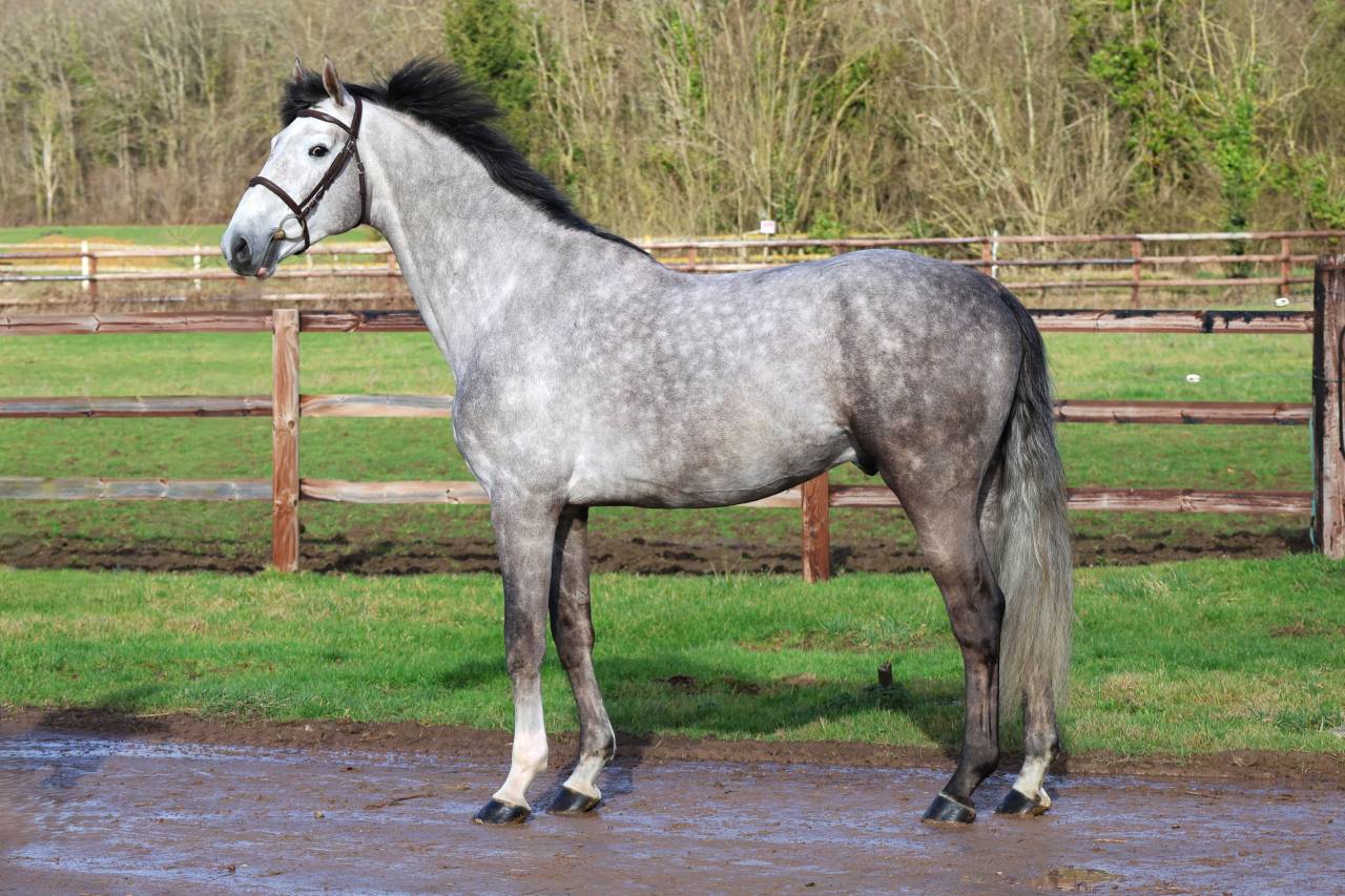 Hengst Zangersheide Te koop 2021 Schimmel ,  JAWBREAKER