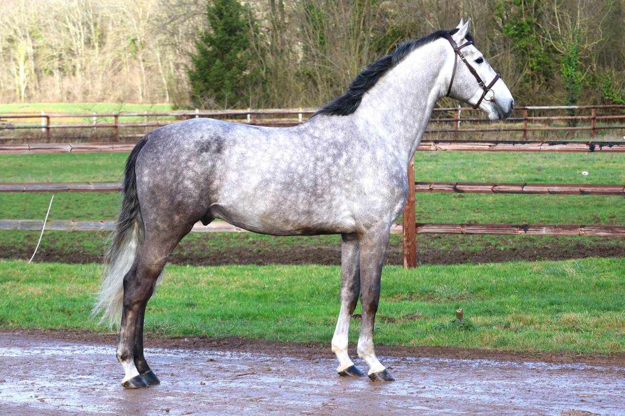 Hengst Zangersheide Te koop 2021 Schimmel ,  JAWBREAKER