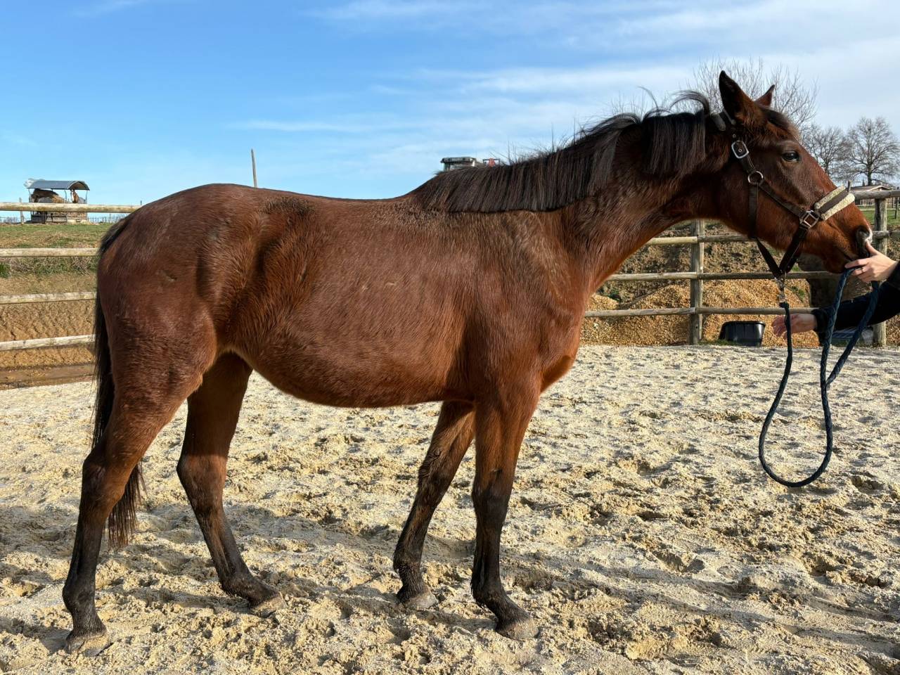 Merrie Selle Fran&ccedil;ais Te koop 2023 Donker bruin / bai