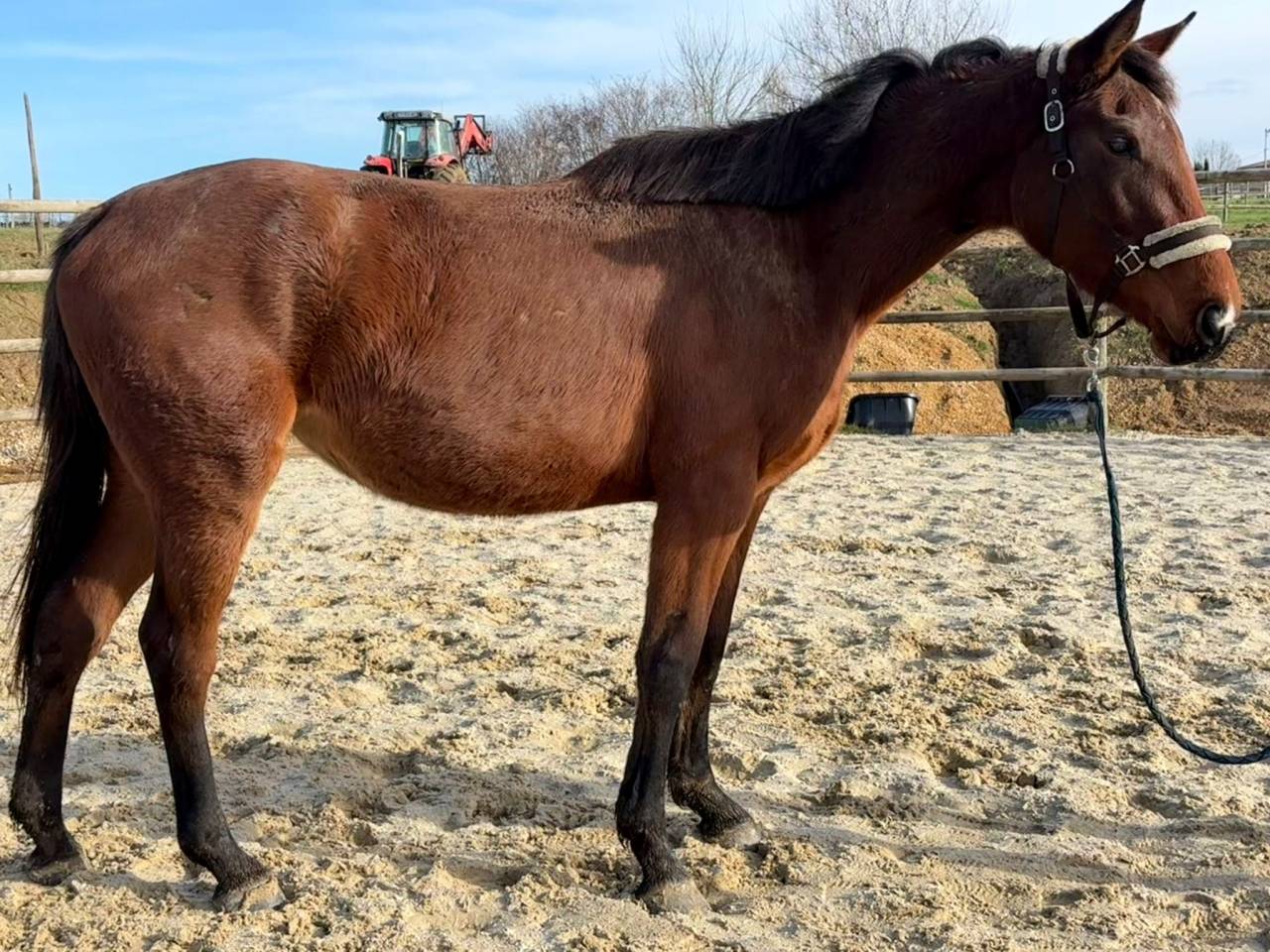 Merrie Selle Fran&ccedil;ais Te koop 2023 Donker bruin / bai