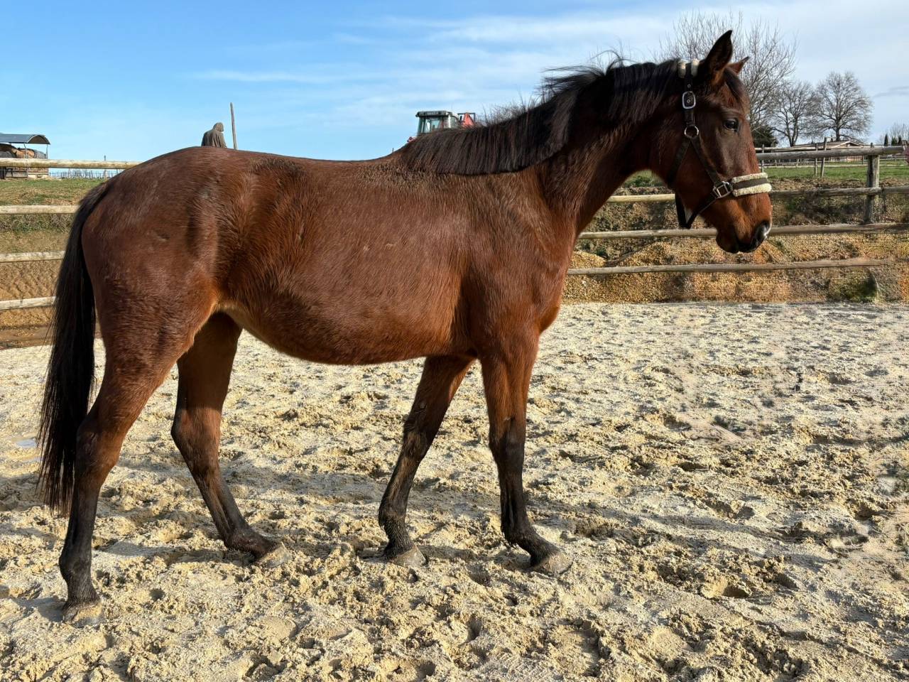 Merrie Selle Fran&ccedil;ais Te koop 2023 Donker bruin / bai
