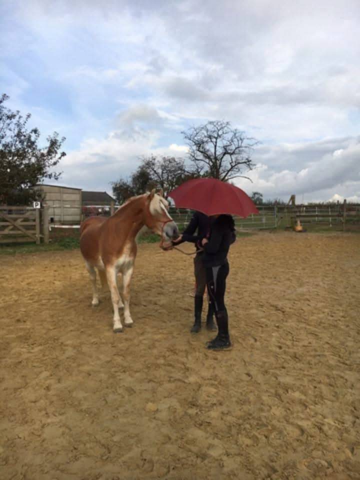 Merrie Haflinger Te koop 2012 Vos ,  liz Alcantara