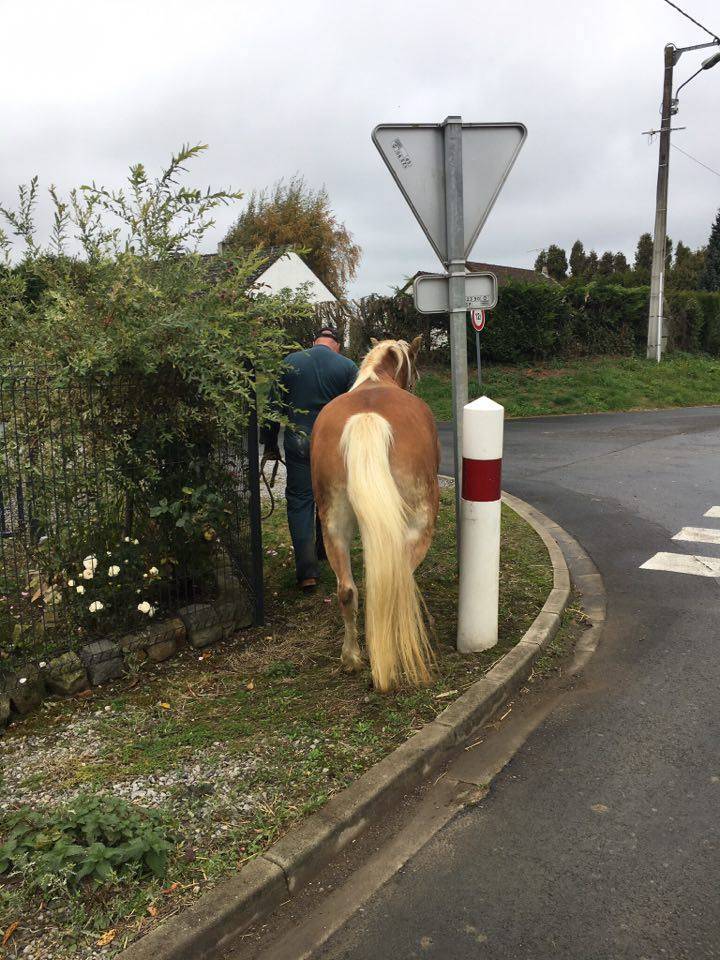 Merrie Haflinger Te koop 2012 Vos ,  liz Alcantara