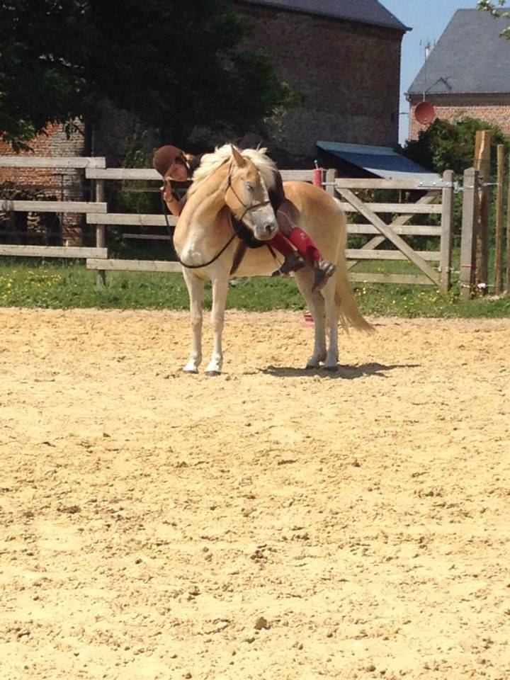 Merrie Haflinger Te koop 2012 Vos ,  liz Alcantara