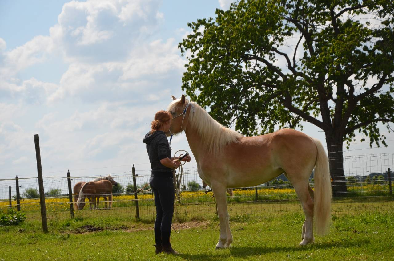 Merrie Haflinger Te koop 2012 Vos ,  liz Alcantara