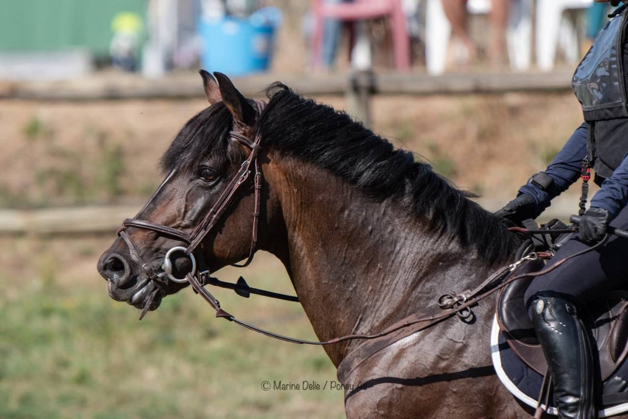 Secret d'Arquetan - Franse rijpony PFS 2006 ,  GEDEON DES MAUVIS