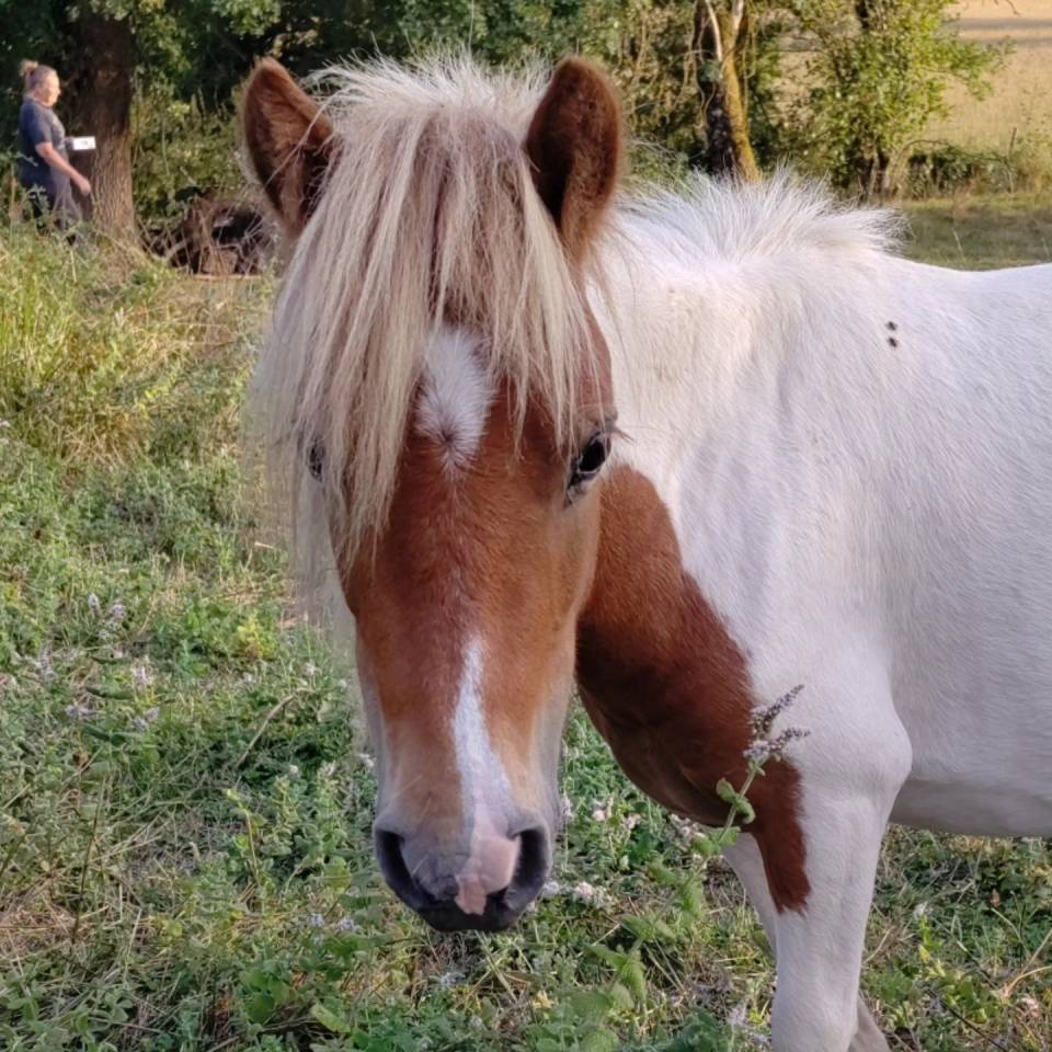 Hengst Bekend ras Te koop 2023 Bont ,  SLOUP STARQUETAN